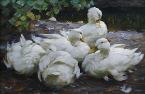Fünf ruhende weiße Enten